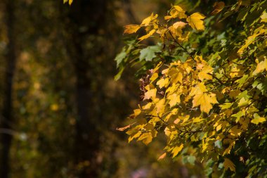 Renkli sonbahar ormanıyla muhteşem bir manzara. Sonbahar mevsiminde güzel ağaçlar. Azerbaycan Doğası