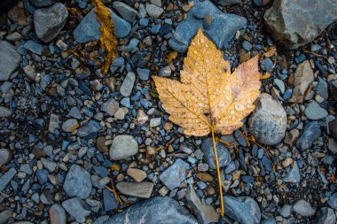 Renkli sonbahar ormanıyla muhteşem bir manzara. Sonbahar mevsiminde güzel ağaçlar. Azerbaycan Doğası