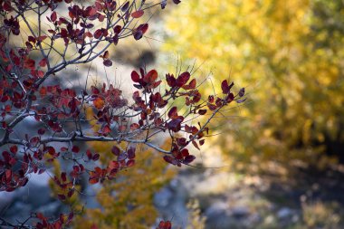 Kırmızı ve Turuncu Sonbahar Yaprakları Arkaplanı. Açık havada. Azerbaycan. Kafkaslar