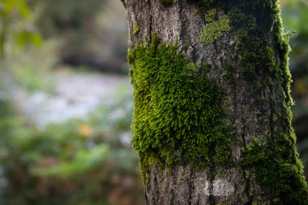 Árbol Con Musgo Las Raíces Bosque Verde Musgo Tronco Del — Foto de Stock