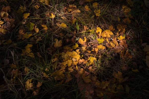Golden Vibrant Feuilles Automne Sur Sol Dans Une Forêt Forêt — Photo