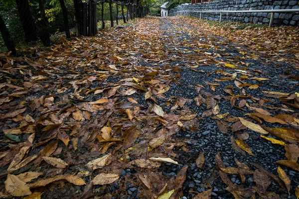 金光闪闪的秋天树叶落在森林的地面上 森林里有五彩缤纷的金黄色叶子 野外自然 — 图库照片