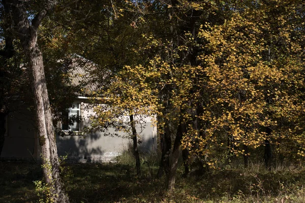 Renkli Sonbahar Ormanıyla Muhteşem Bir Manzara Sonbahar Mevsiminde Güzel Ağaçlar — Stok fotoğraf