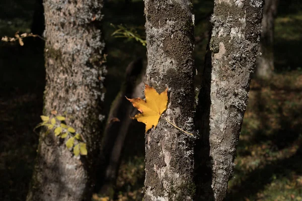 Vista Incrível Com Floresta Outono Colorido Folha Amarela Perto Belas — Fotografia de Stock