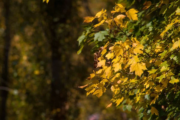 Renkli sonbahar ormanıyla muhteşem bir manzara. Sonbahar mevsiminde güzel ağaçlar. Azerbaycan Doğası