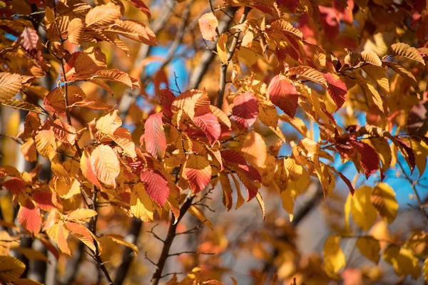 Amazing View Colorful Autumn Forest Beautiful Trees Fall Season Azerbaijan — Stock Photo, Image