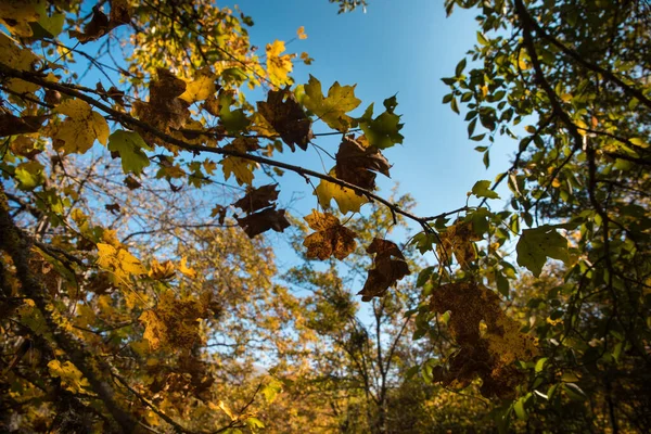 Úžasný Výhled Barevným Podzimním Lesem Krásné Stromy Podzimním Období Ázerbájdžánská — Stock fotografie