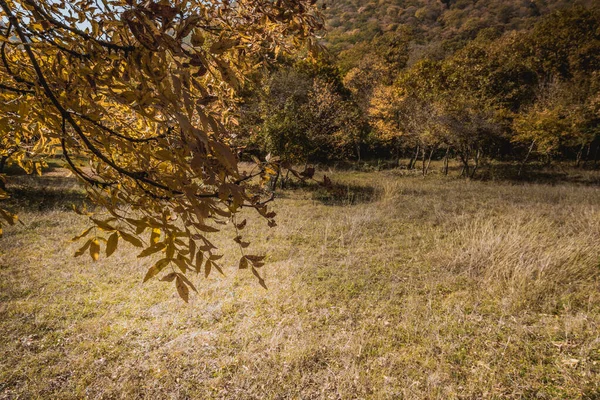 형형색색의 연출하는 광경입니다 가을에는 아름다운 나무들이 자란다 아제르바이잔의 — 스톡 사진