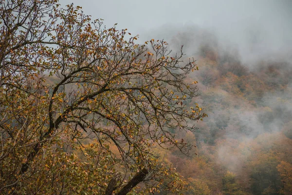 Tolle Aussicht Mit Farbenfrohem Herbstwald Schöne Bäume Der Herbstsaison Aserbaidschanische — Stockfoto