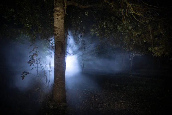 Noite Escura Floresta Hora Nevoeiro Cena Floresta Noturna Surreal Conceito — Fotografia de Stock