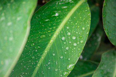 Büyük su damlaları olan parlak yeşil bir yaprak. Sabahları yaprağın üzerindeki çiğ taneleri. Doğal, büyük, yuvarlak su damlaları. Su güneş ışığında parıldıyor.