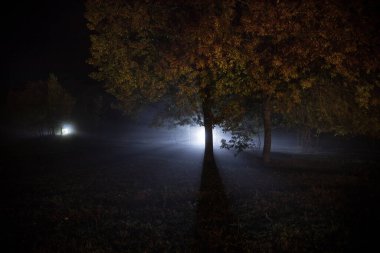 Sis zamanında ormanda karanlık bir gece. Gerçeküstü gece orman sahnesi. Korku Cadılar Bayramı konsepti. Geceleri gizemli ormanda parlayan sihirli ışıklar. Uzun pozlu çekim