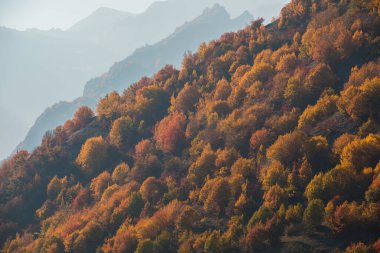 Renkli sonbahar ormanıyla muhteşem bir manzara. Sonbahar mevsiminde güzel ağaçlar. Azerbaycan Doğası