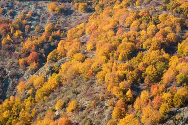 Renkli sonbahar ormanıyla muhteşem bir manzara. Sonbahar mevsiminde güzel ağaçlar. Azerbaycan Doğası