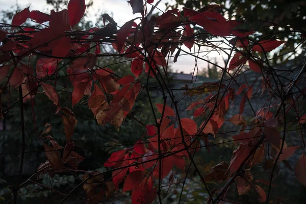 Otoño Rojo Naranja Deja Antecedentes Aire Libre Azerbaiyán Cáucaso — Foto de Stock