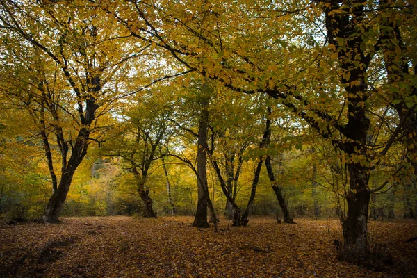 美丽的景色和五彩缤纷的秋天森林 秋天美丽的树 阿塞拜疆自然基金会 — 图库照片