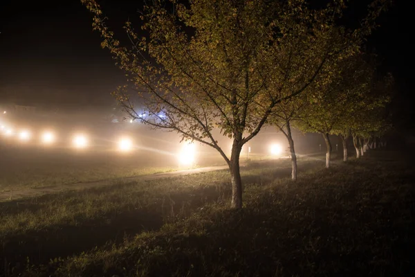 Trees and street lamps on a quiet foggy night. Foggy misty evening lamps in empty road at forest.