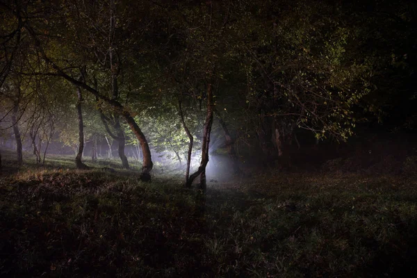 Темна Ніч Лісі Під Час Туману Сюрреалістична Сцена Нічного Лісу — стокове фото