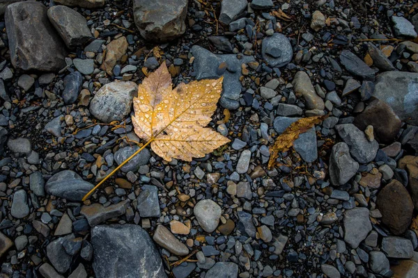 Vue Imprenable Avec Forêt Automne Colorée Beaux Arbres Automne Azerbaïdjan — Photo