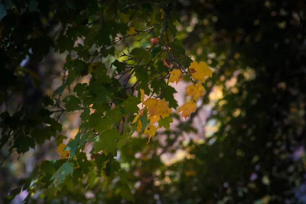 Amazing View Colorful Autumn Forest Yellow Leaf Close Beautiful Trees — Stock Photo, Image