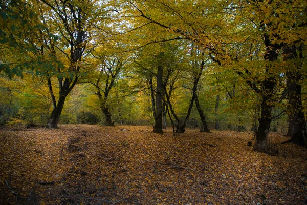 Csodálatos Kilátás Színes Őszi Erdőben Gyönyörű Fák Őszi Szezonban Azerbajdzsán — Stock Fotó