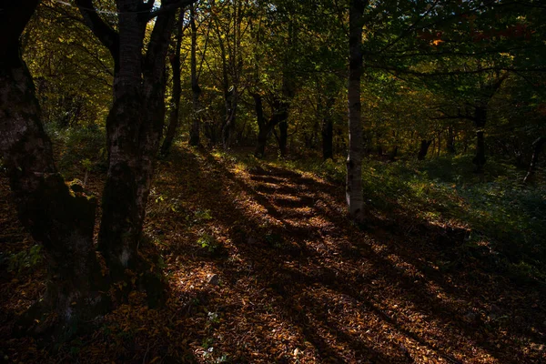 Úžasný Výhled Barevným Podzimním Lesem Krásné Stromy Podzimním Období Ázerbájdžánská — Stock fotografie