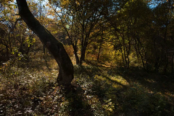 Úžasný Výhled Barevným Podzimním Lesem Krásné Stromy Podzimním Období Ázerbájdžánská — Stock fotografie