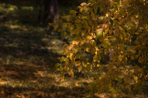 Vue Imprenable Avec Forêt Automne Colorée Beaux Arbres Automne Azerbaïdjan — Photo