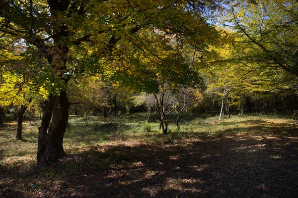 Vista Incrível Com Floresta Outono Colorido Belas Árvores Época Outono — Fotografia de Stock