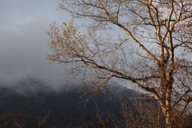 Günbatımında asfalt dağ yolu olan renkli sonbahar ormanıyla muhteşem bir manzara. Sonbaharda akşamları boş yollar, ağaçlar ve güneş ışığı olan güzel bir manzara. Seyahat geçmişi. Doğa