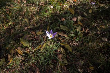 Mor ve sarı daha büyük pask çiçekleri çimenlerde yetişir, makroyu kapat