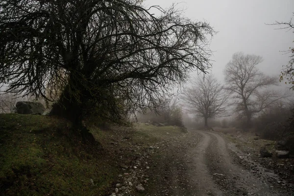 Landschap Met Prachtige Mist Bos Heuvel Trail Door Een Mysterieus — Stockfoto