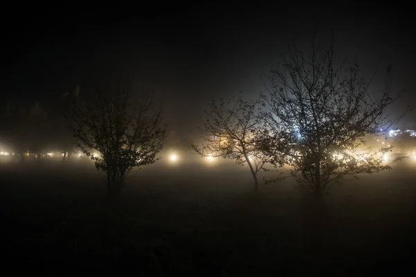 Árvores Lâmpadas Rua Uma Noite Nebulosa Tranquila Névoa Nebulosa Noite — Fotografia de Stock