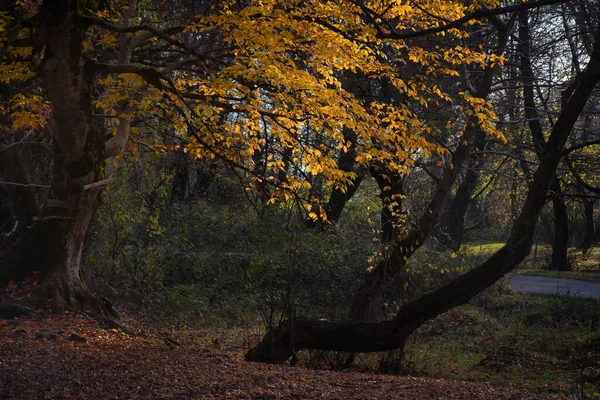 Удивительный Вид Цветным Осенним Лесом Асфальтированной Горной Дорогой Закате Осенью — стоковое фото