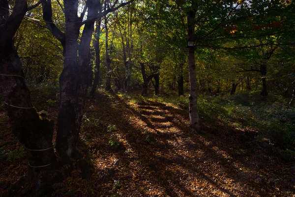 Vista Incrível Com Floresta Outono Colorido Belas Árvores Época Outono — Fotografia de Stock