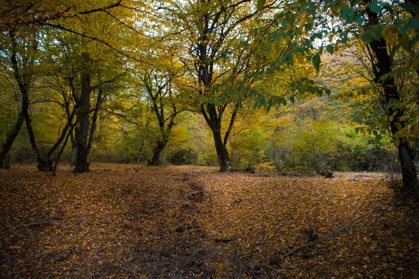 Vista Incrível Com Floresta Outono Colorido Belas Árvores Época Outono — Fotografia de Stock