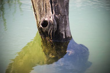 Göldeki ölü ağaç dalı ve gölün yansıması bulutlu bir gökyüzü. Azerbaycan doğası