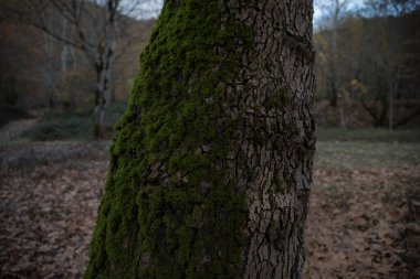 Kökleri yeşil bir ormanda yosun kaplı ağaç ya da ağaç gövdesinde yosun. Yeşil yosunlu ağaç kabuğu. Azerbaycan doğası. Seçici odak.