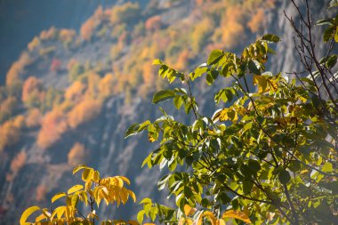 Renkli sonbahar ormanıyla muhteşem bir manzara. Sonbahar mevsiminde güzel ağaçlar. Azerbaycan Doğası