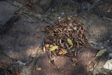Ormandaki taş zemine altın renginde yapraklar dökülüyor. Renkli altın yapraklı bir orman. Doğa.