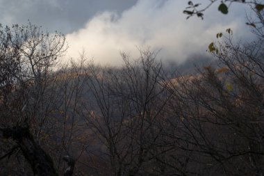 Günbatımında asfalt dağ yolu olan renkli sonbahar ormanıyla muhteşem bir manzara. Sonbaharda akşamları boş yollar, ağaçlar ve güneş ışığı olan güzel bir manzara. Seyahat geçmişi. Doğa
