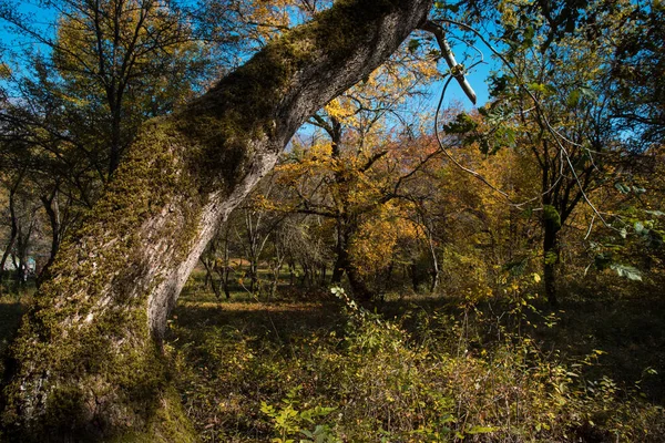 カラフルな秋の森と素晴らしい景色 秋の季節に美しい木 アゼルバイジャンの自然 — ストック写真