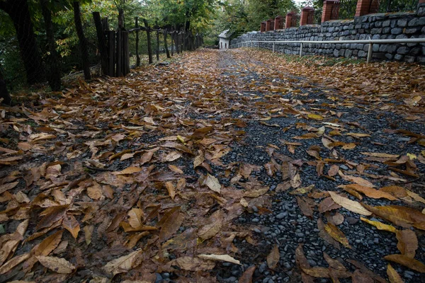 Dorato Vibrante Caduta Foglie Terra Una Foresta Foresta Con Fogliame — Foto Stock