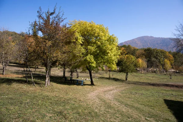 Дивовижний Вид Барвистим Осіннім Лісом Чудові Дерева Осіннього Сезону Природа — стокове фото