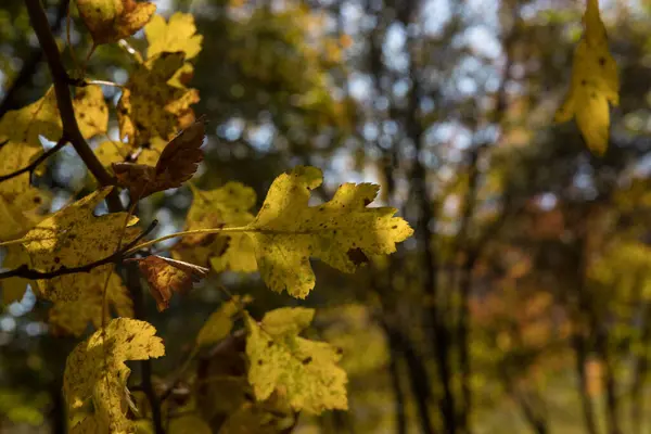 Úžasný Výhled Barevným Podzimním Lesem Krásné Stromy Podzimním Období Ázerbájdžánská — Stock fotografie