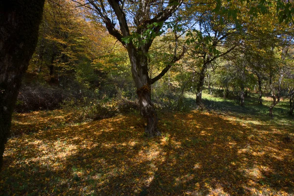 Vista Incrível Com Floresta Outono Colorido Belas Árvores Época Outono — Fotografia de Stock