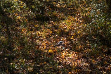 Ormanda yere altın gibi titreşimli yapraklar dökülüyor. Renkli altın yapraklı bir orman. Doğa.