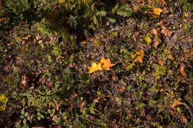 Ormanda yere altın gibi titreşimli yapraklar dökülüyor. Renkli altın yapraklı bir orman. Doğa.