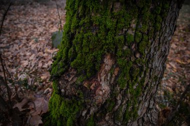 Kökleri yeşil bir ormanda yosun kaplı ağaç ya da ağaç gövdesinde yosun. Yeşil yosunlu ağaç kabuğu. Azerbaycan doğası. Seçici odak.