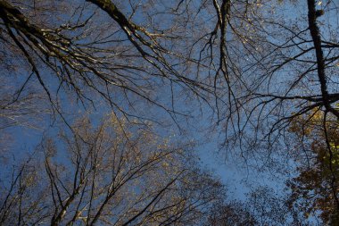 Ormanda sonbahar ağaçları. Yukarıdan aşağıya doğru. Azerbaycan doğası